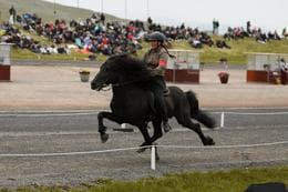 Skemmtilegt á Landsmóti hestamanna