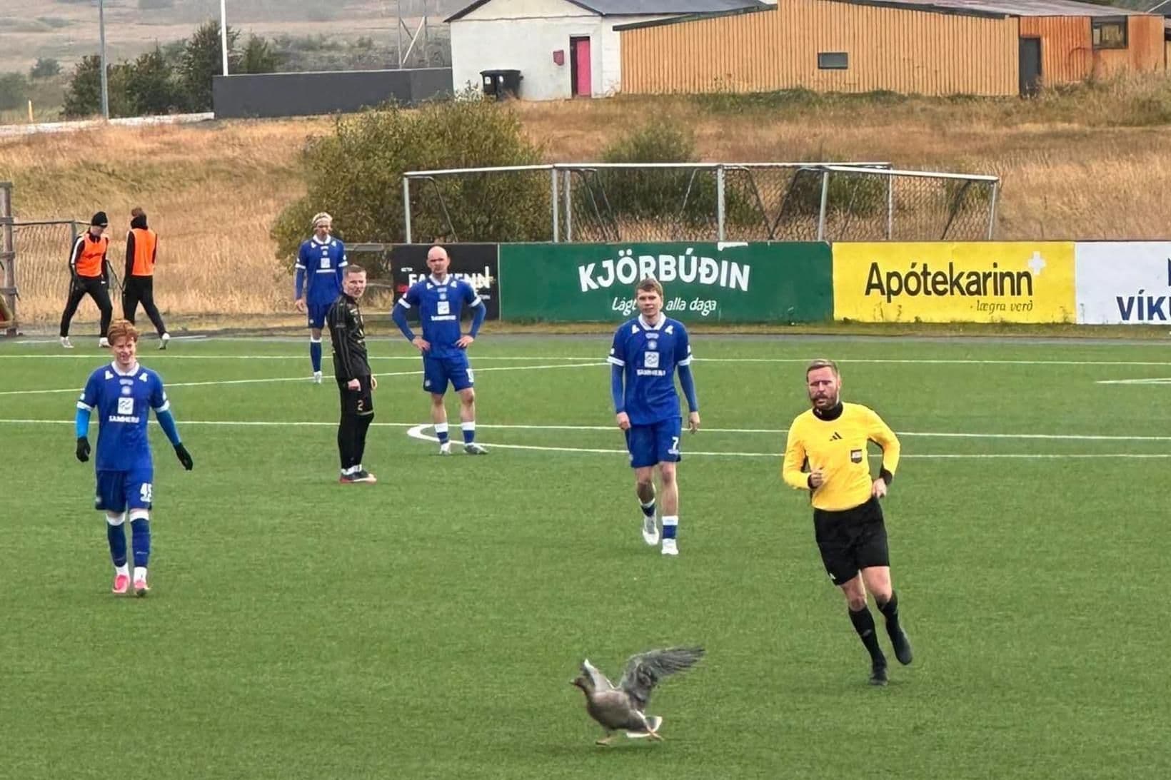 Dómarinn veiddi gæs á fótboltavelli